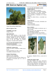 080.Quercus faginea - Comarca Ribera Baja del Ebro