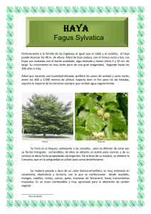 Fagus Sylvatica - Ayuntamiento de Riaño