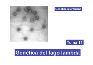 Genética del fago lambda