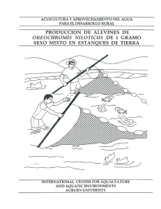 produccion de alevines de oreochromis niloticlis de 1 gramo sexo