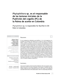 de la Palma de aceite en Colombia