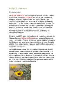 Hulthemia - Asociación Uruguaya de la Rosa
