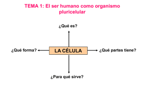 TEMA 1: El ser humano como organismo pluricelular