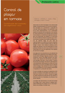 Control de plagas en tomate