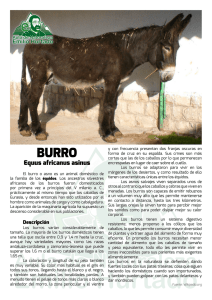 Equus africanus asinus - Aula de Naturaleza Emilio Hurtado