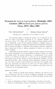 Presencia de Leiurus leptocephalus (Rudolphi, Leuckart, 1850 en
