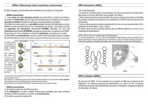 ARNm: Diferencias entre eucariotas y procariotas ARN ribosómico