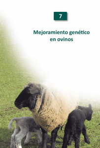 Mejoramiento genético en ovinos