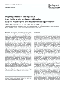 Organogenesis of the digestive tract in the white seabream