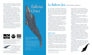 Ballenas Grises - Oregon Sea Grant