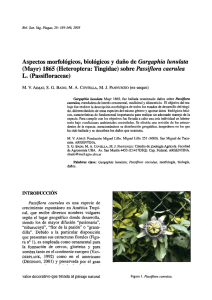 Aspectos morfológicos, biológicos y daño de Gargaphia lunulata
