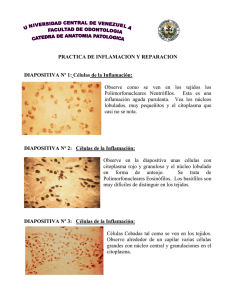 PRACTICA DE INFLAMACION Y CICATRIZACION