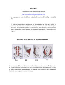 EL CORE Anatomía de los músculos de la pared abdominal