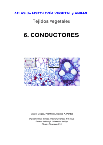 6. CONDUCTORES - Atlas de Histología Vegetal y Animal