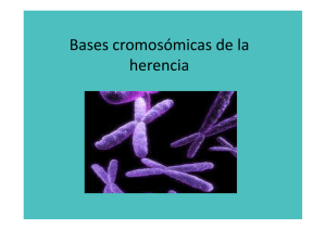 DNA y cromosomas