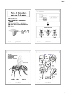 Tema 2: Estructura externa de la abeja