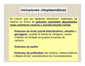 inclusiones citoplasmáticas