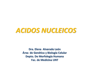 funciones de los ácidos nucleicos