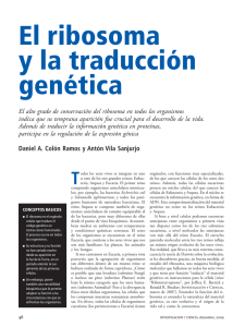 El ribosoma y la traducción genética