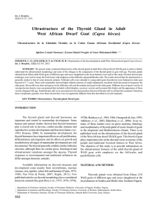 Ultrastructure of the Thyroid Gland in Adult West African Dwarf Goat