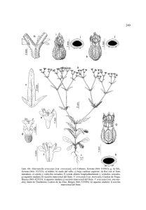 Lám. 60.–Valerianella eriocarpa [var. eriocarpa], af) Cabanes, Gerona