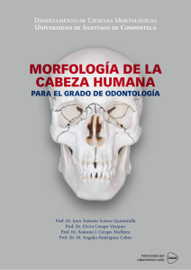 Morfologia de la cabeza humana