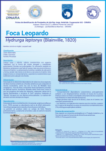 Afiche leopardo marino