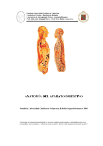 anatomía del aparato digestivo