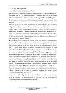 Capítulo I: Introducción general 1.1- El olivo, Olea europaea L. 1.1.1