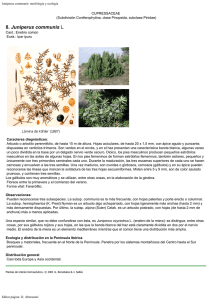 Juniperus communis: morfología y ecología