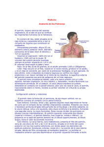 Medicina - Anatomía de los Pulmones