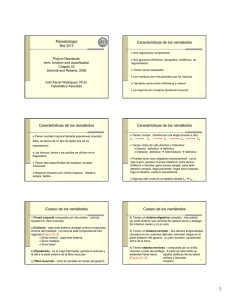 Parasitología Características de los nemátodos Características de