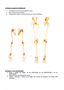 ACT NIDAD 6: ES UELETO APENDICULAR Identiﬁque los huesos