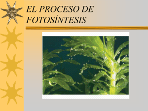 el proceso de fotosíntesis
