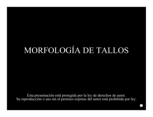 MORFOLOGÍA DE TALLOS