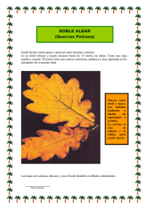 ROBLE ALBAR (Quercus Petraea)