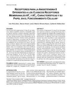Receptores Angiotensina II: Roles No-AT1/AT2