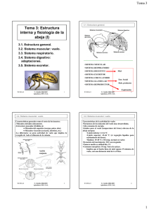 Tema 3: Estructura interna y fisiología de la abeja (I)