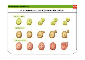 Funciones celulares. Reproducción celular