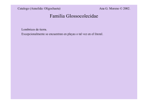 Familia Glossocolecidae