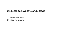 XI. CATABOLISMO DE AMINOÁCIDOS 1. Generalidades 2. Ciclo de