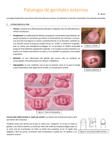 Patología de genitales externos