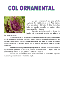 La col ornamental es una planta originaria del mediterráneo y de
