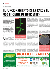 el funcionamiento de la raíz y el uso eficiente de nutrientes