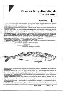 Disección de pez oseo