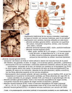 - clasificación tradicional de los nervios craneales y espinales se