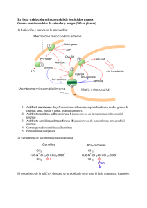La beta oxidación mitocondrial de los ácidos grasos