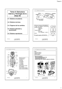 Tema 4: Estructura interna y fisiología de la abeja (II)