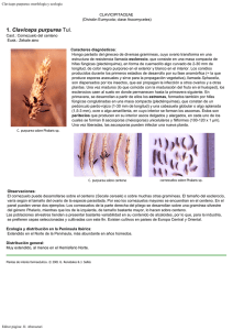 Claviceps purpurea: morfología y ecología
