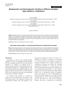 Morphometric and Electrophoretic Variation in Different